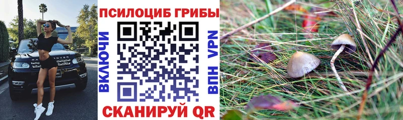 Галлюциногенные грибы Psilocybe Кинешма
